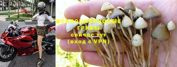 стаф Алзамай