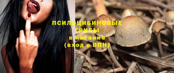 стаф Алзамай